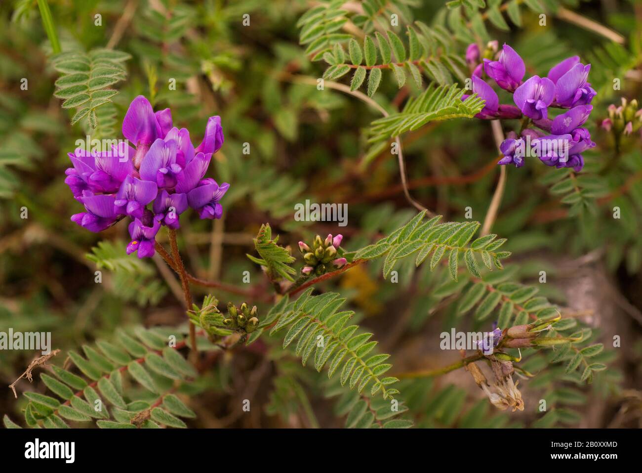 mountain locoweed (Oxytropis montana, Oxytropis jacquinii), blooming, Austria, Tyrol, Lechtaler Alpen Stock Photo