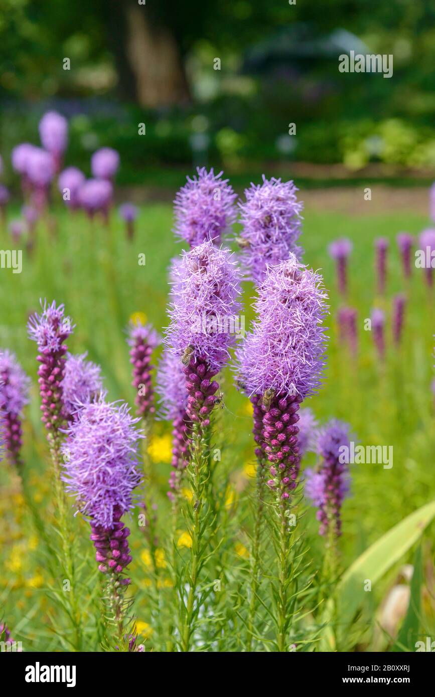 Button Snakeroot, Dense Blazing Star, Blazing Star (Liatris spicata), blooming Stock Photo