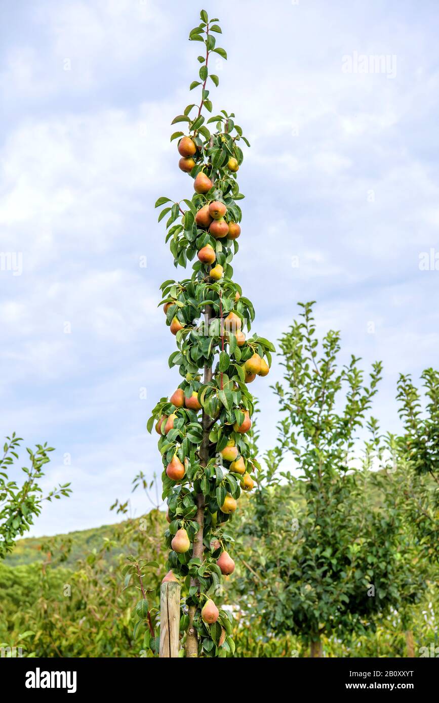 Common pear (Pyrus communis 'Decora', Pyrus communis Decora), pears on a tree, cultivar Decora Stock Photo