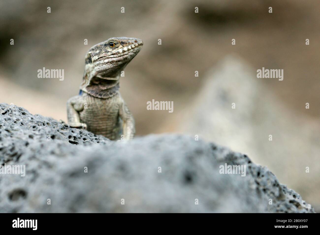 Teneriffa Canary Island Lizard (Gallotia galloti galloti), sitting on a rock, Canary Islands, Tenerife Stock Photo