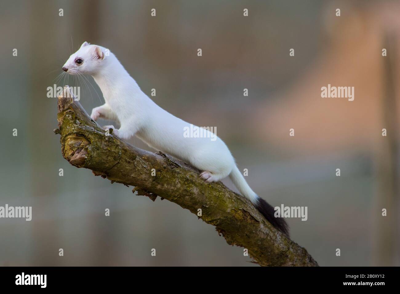 Ermine, Stoat, Short-tailed weasel (Mustela erminea), climbs on a branch in  winter fur and watching, side view, Switzerland, Sankt Gallen Stock Photo -  Alamy