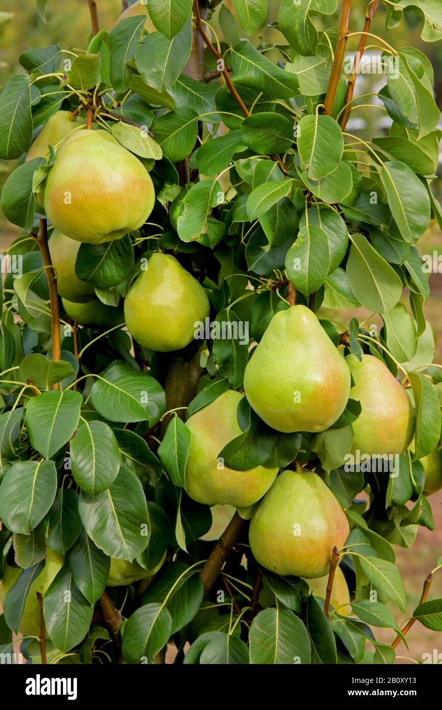 Common pear (Pyrus communis 'Obelisk', Pyrus communis Obelisk), pears on a tree, cultivar Obelisk Stock Photo