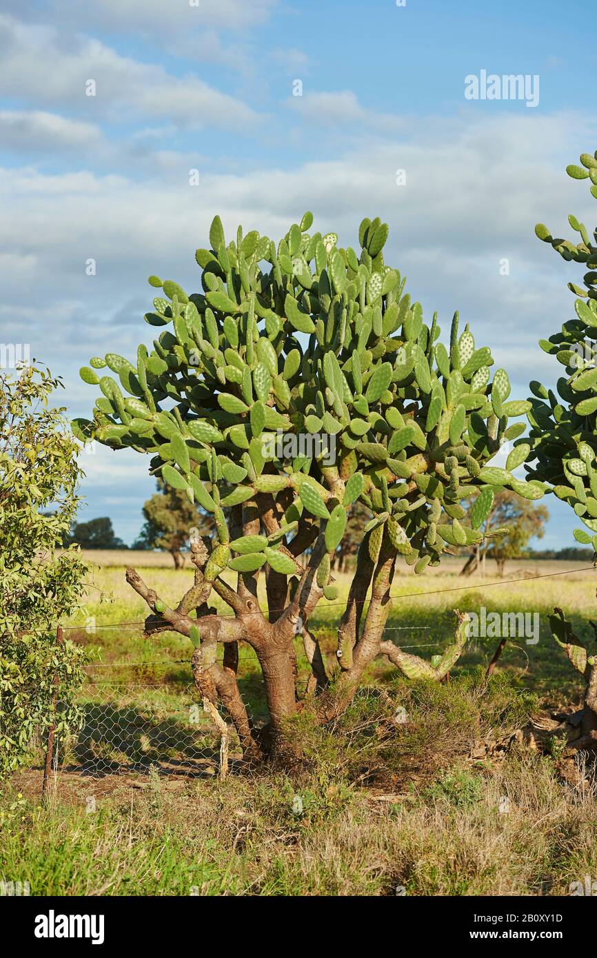 Indian fig, cactus pear (Opuntia ficus-indica, Opuntia ficus-barbarica), single plant, Australia, Queensland Stock Photo