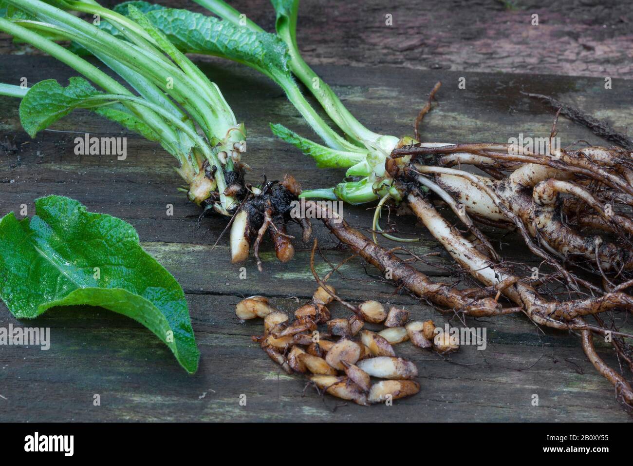 Comfrey roots hires stock photography and images Alamy
