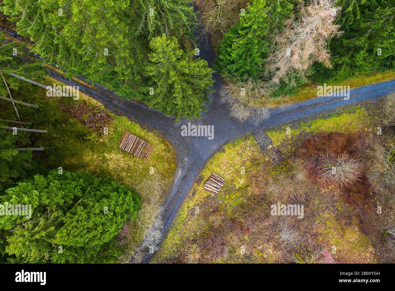 forest paths and wood stacks from above Stock Photo