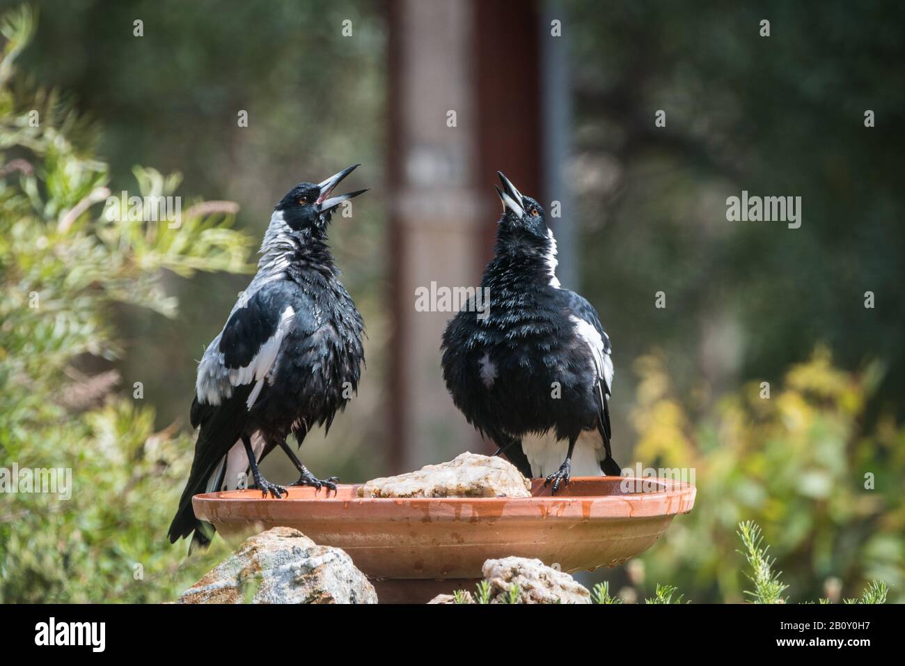 Australian Magpies Singing Stock Photo - Alamy