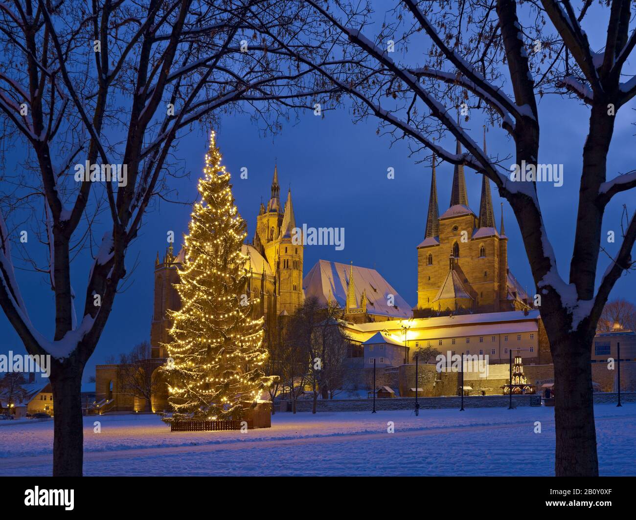 Cathedral square with Christmas tree, cathedral and Severikirche, Erfurt, Thuringia, Germany, Stock Photo
