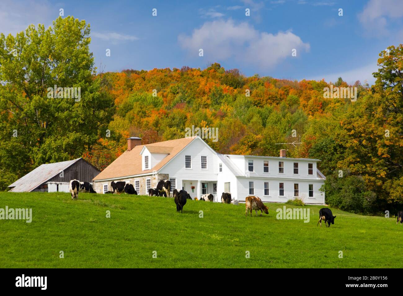 Farm with fall foliage color near Peacham, Vermont, USA. Stock Photo