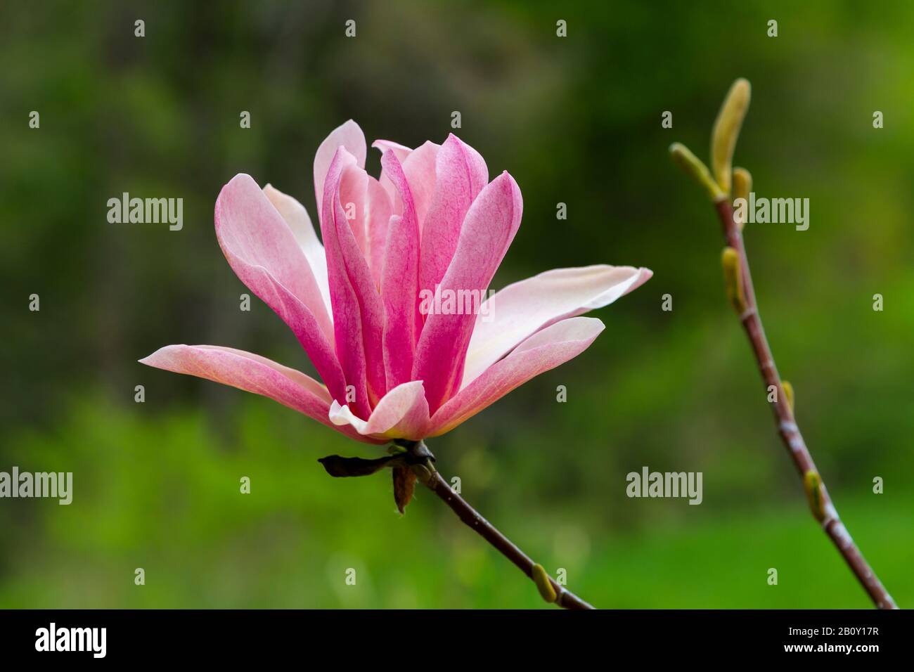 A closeup of the Lily Magnolia flower in the Stott Garden, near Goshen, Indiana, USA. Stock Photo