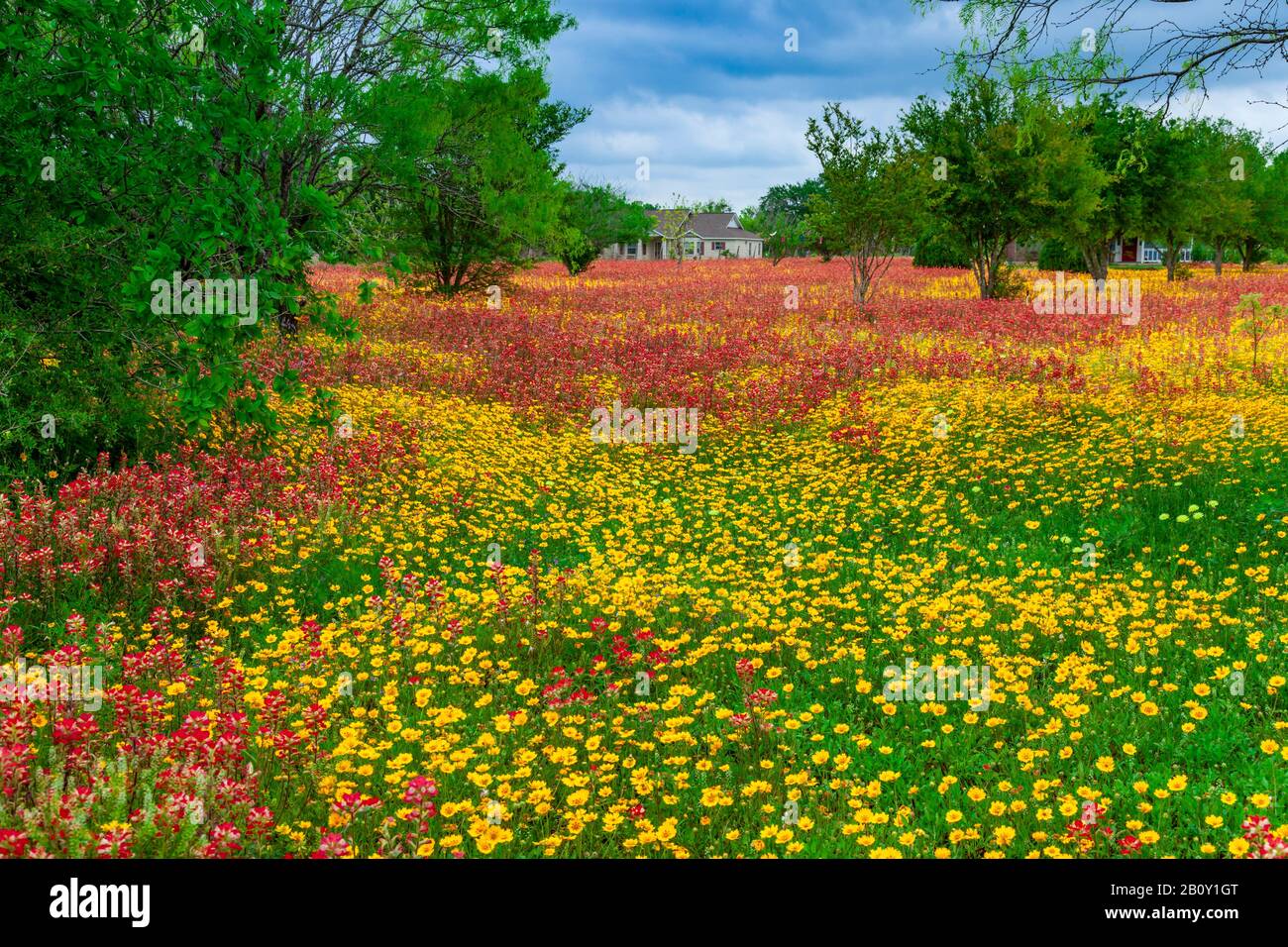 A field of spring wildflowers near San Antonio, Texas, USA. Stock Photo