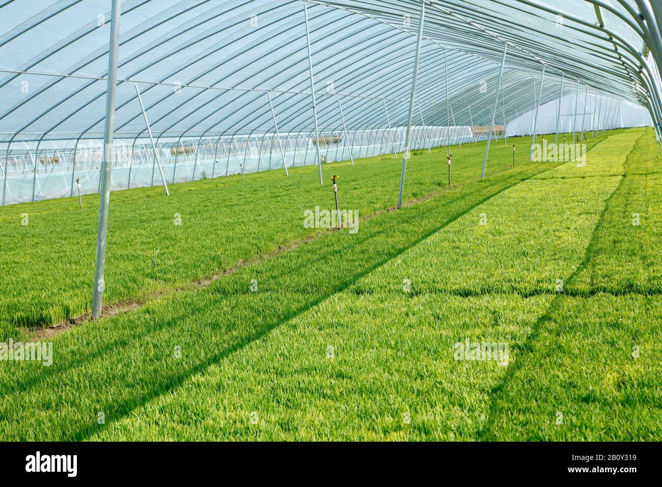The rice seedling in The greenhouse, grew well Stock Photo - Alamy