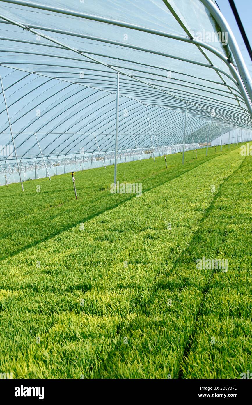 The rice seedling in The greenhouse, grew well Stock Photo - Alamy