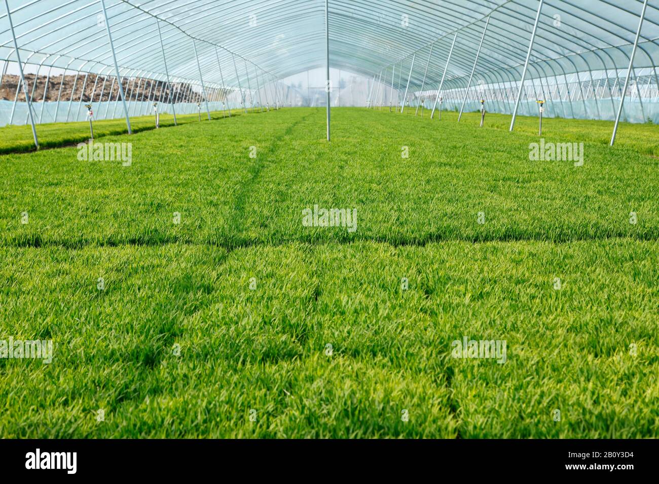 The rice seedling in The greenhouse, grew well Stock Photo - Alamy