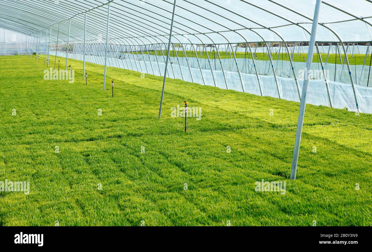 The rice seedling in The greenhouse, grew well Stock Photo - Alamy