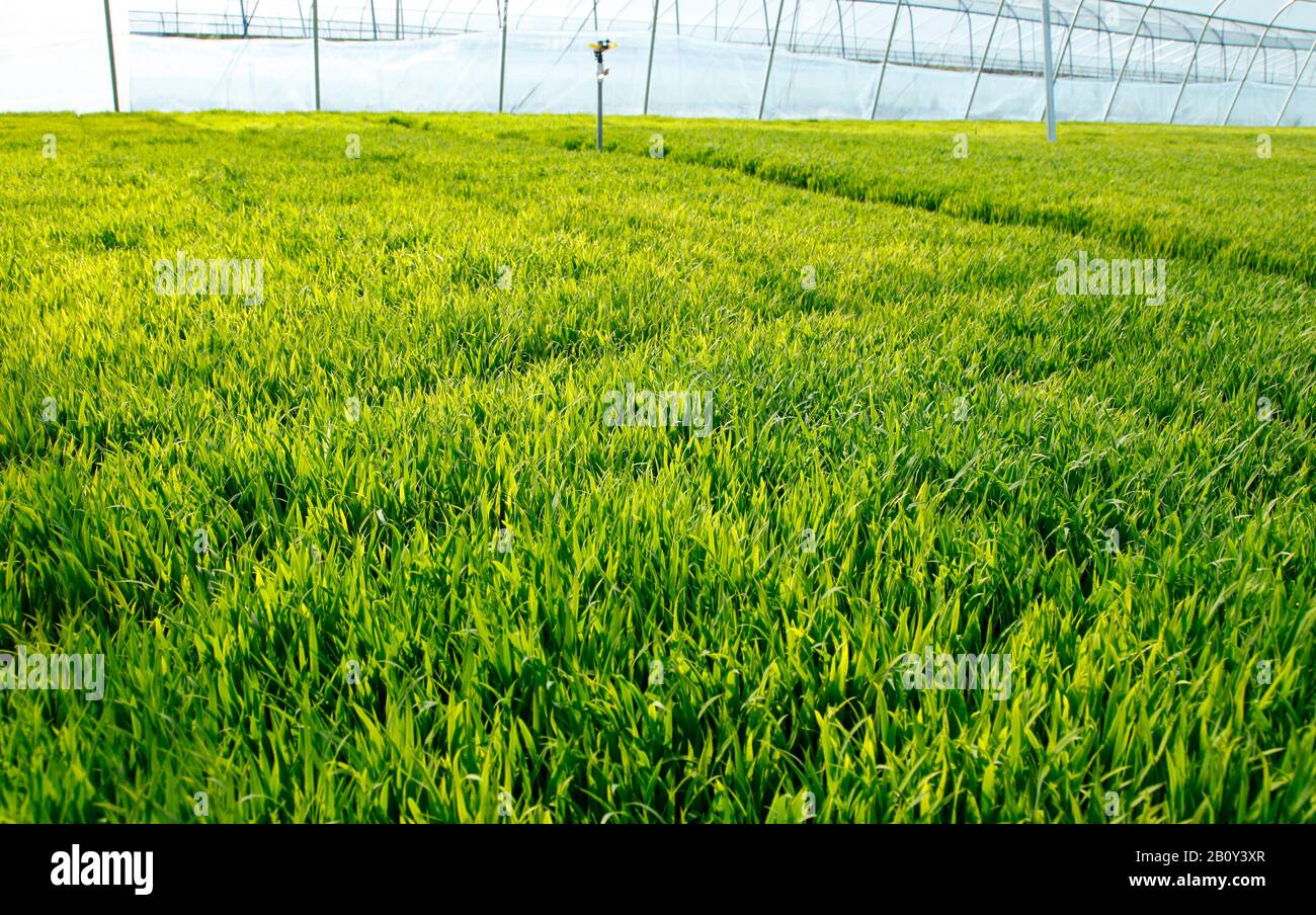 The rice seedling in The greenhouse, grew well Stock Photo - Alamy