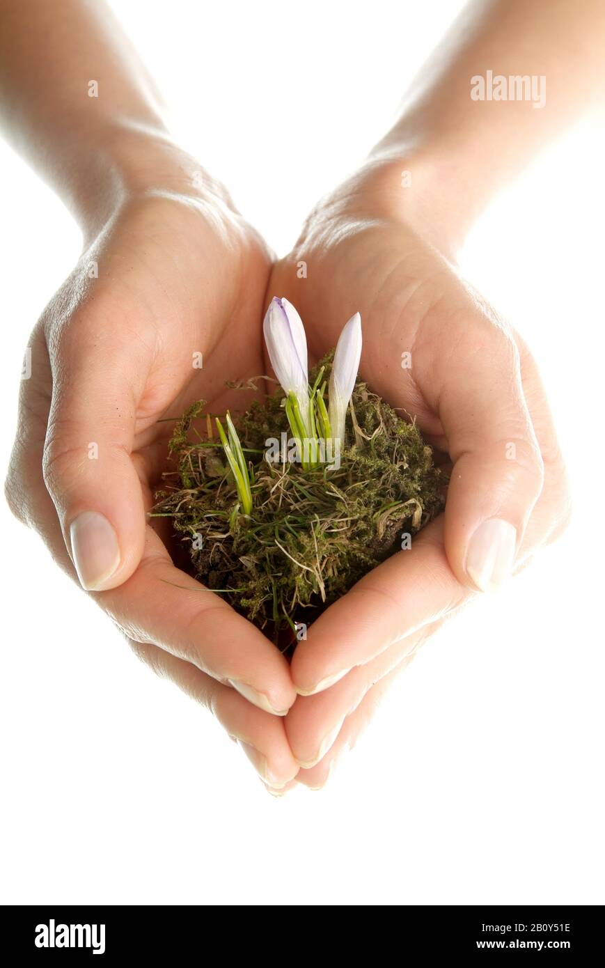 Hand with crocus flower Stock Photo