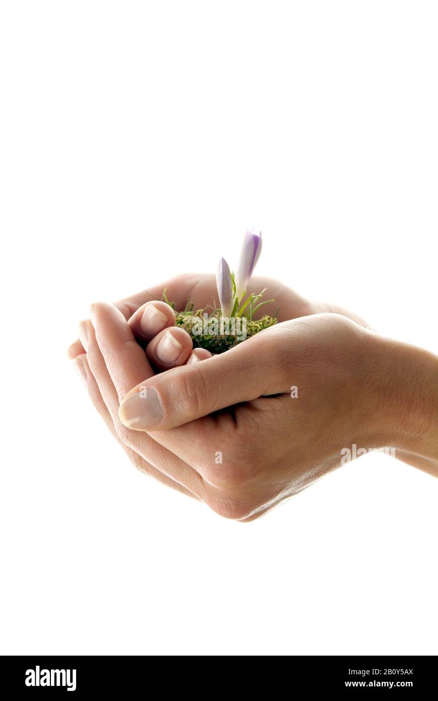 Hand with crocus flower Stock Photo