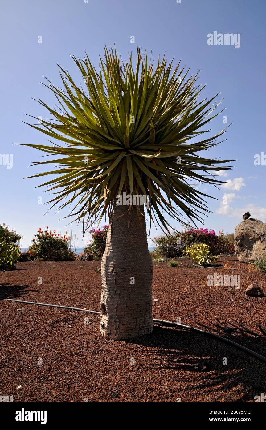 Canary Island Date Palm, (Phoenix canariensis), growing on volcanic