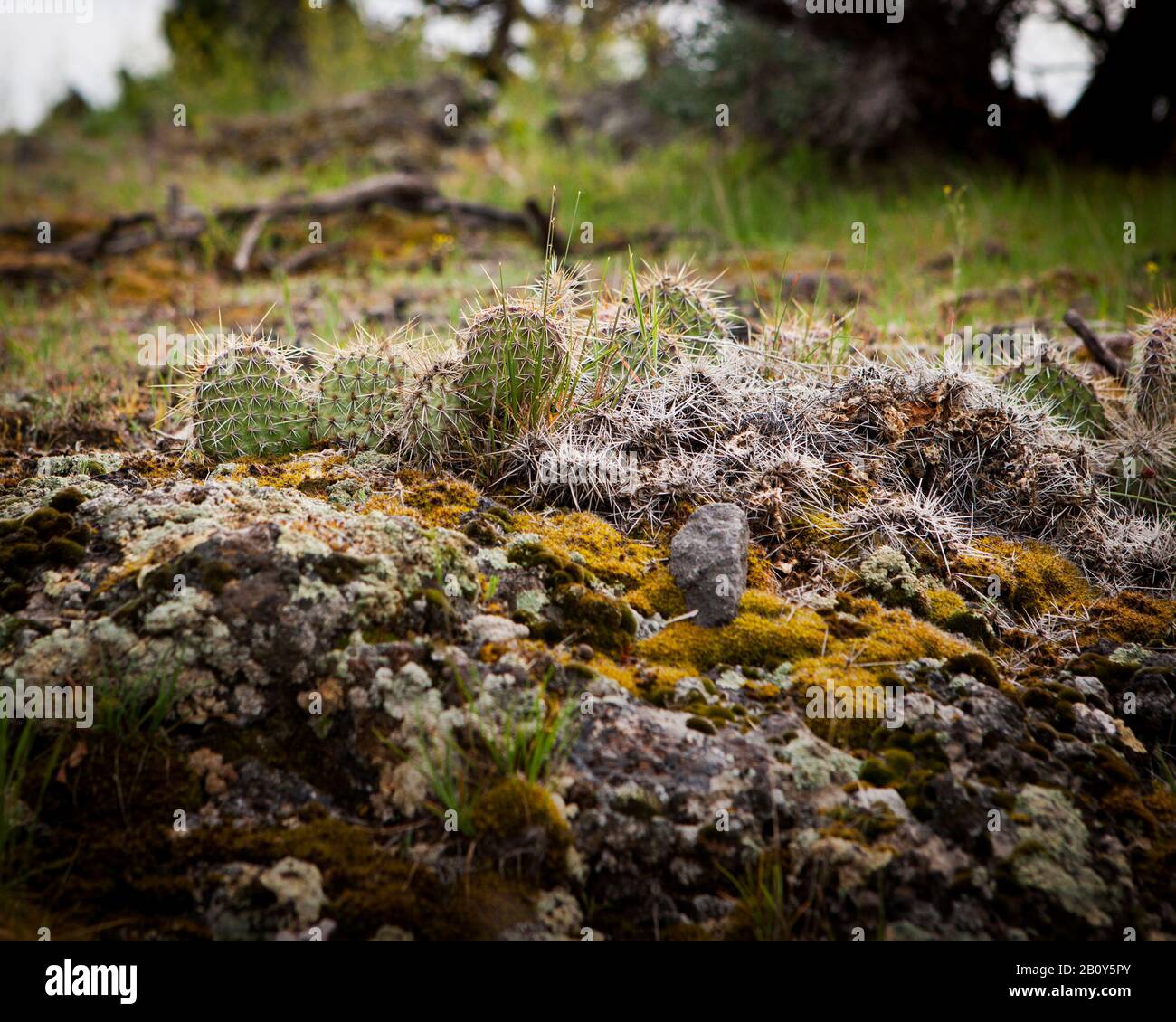 Volcanic soil with plants growing Stock Photo Alamy