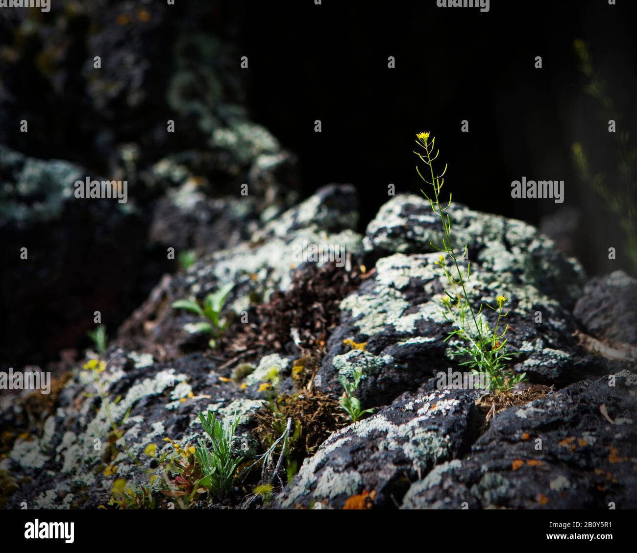 Volcanic soil with plants growing Stock Photo Alamy