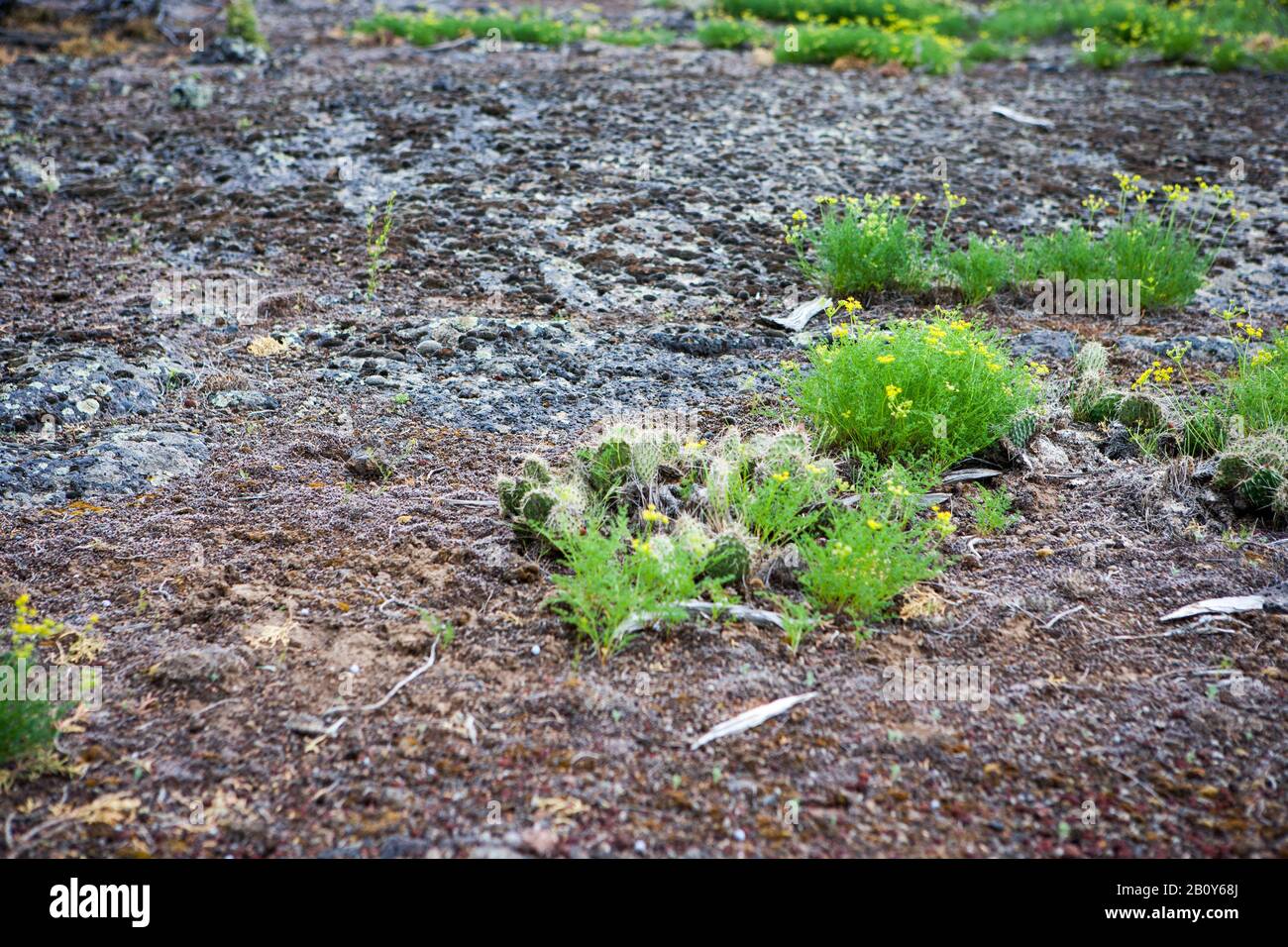Ground with plants growing through volcanic soil Stock Photo Alamy