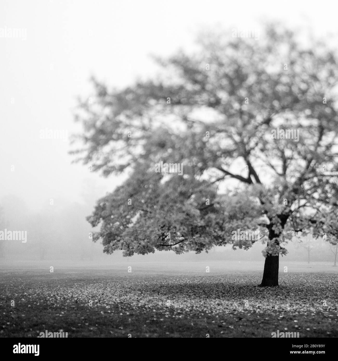 Tree in the mist Stock Photo Alamy