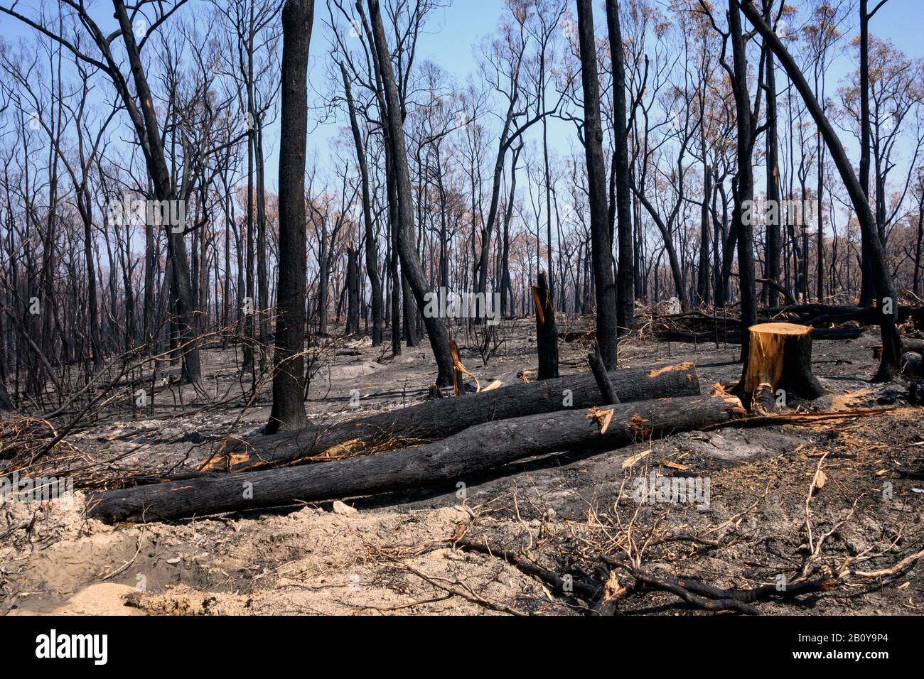 Fallen trees at Buchan, following the devastating bushfires Stock Photo