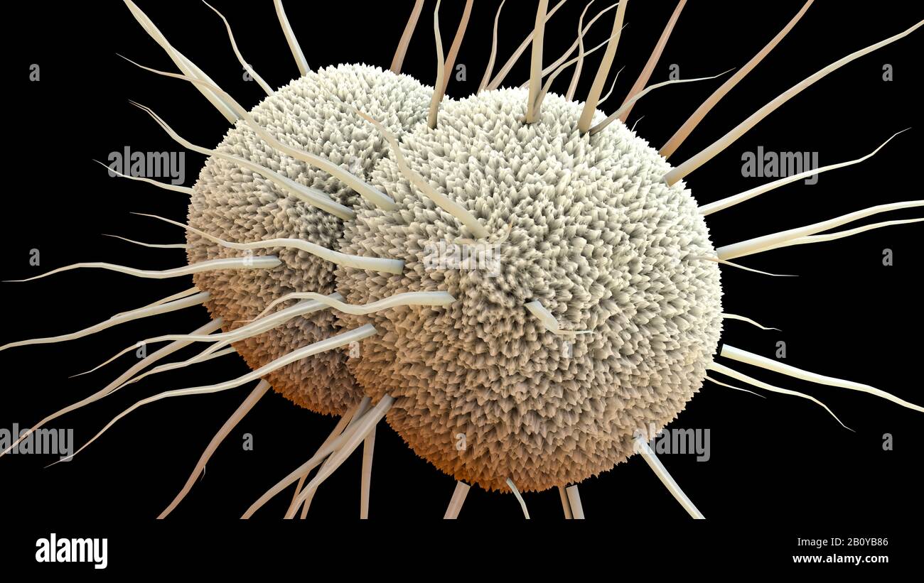 Gonorrhoea bacteria, illustration Stock Photo
