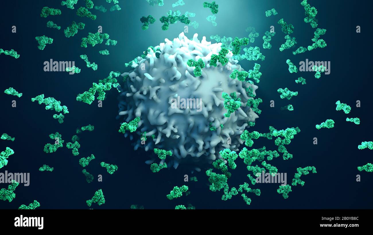 Antibodies attacking cancer cell, illustration Stock Photo - Alamy