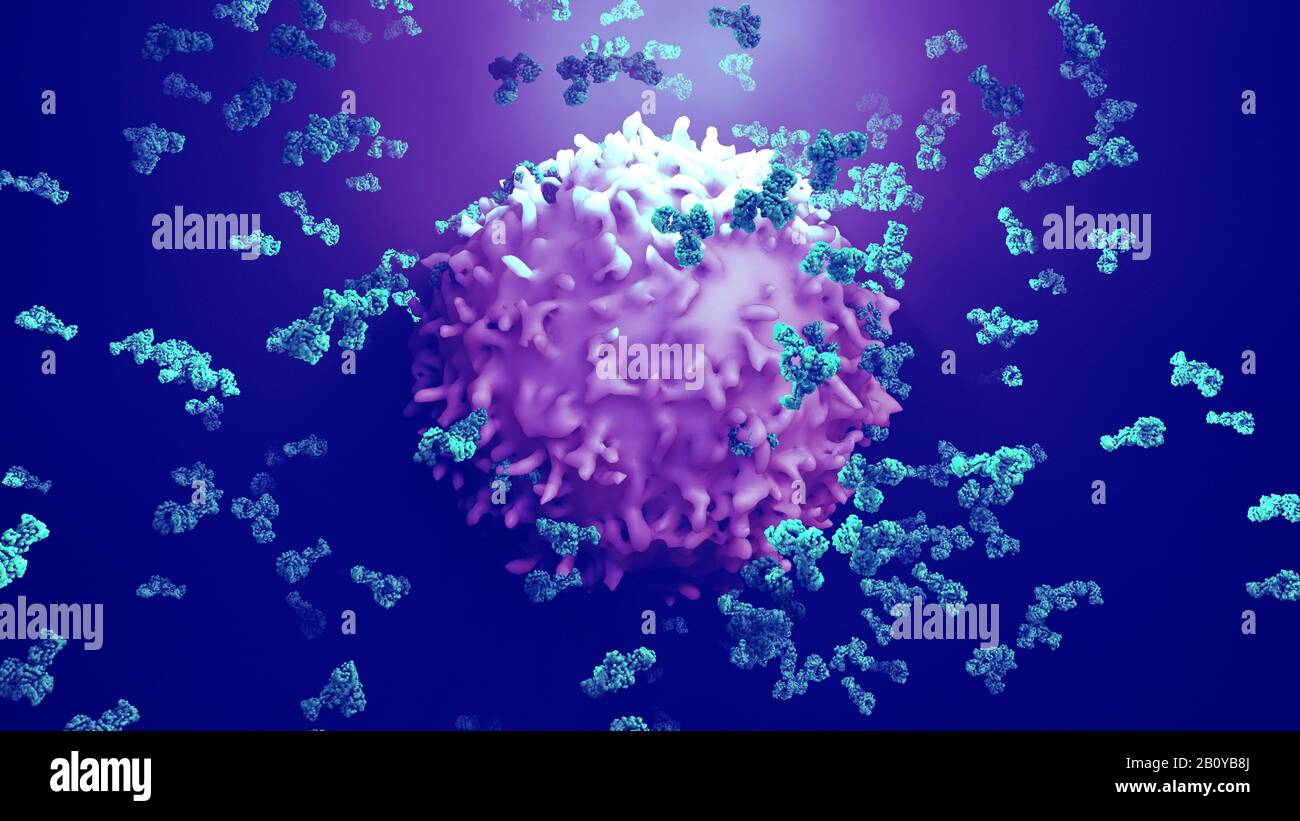Antibodies attacking cancer cell, illustration Stock Photo - Alamy