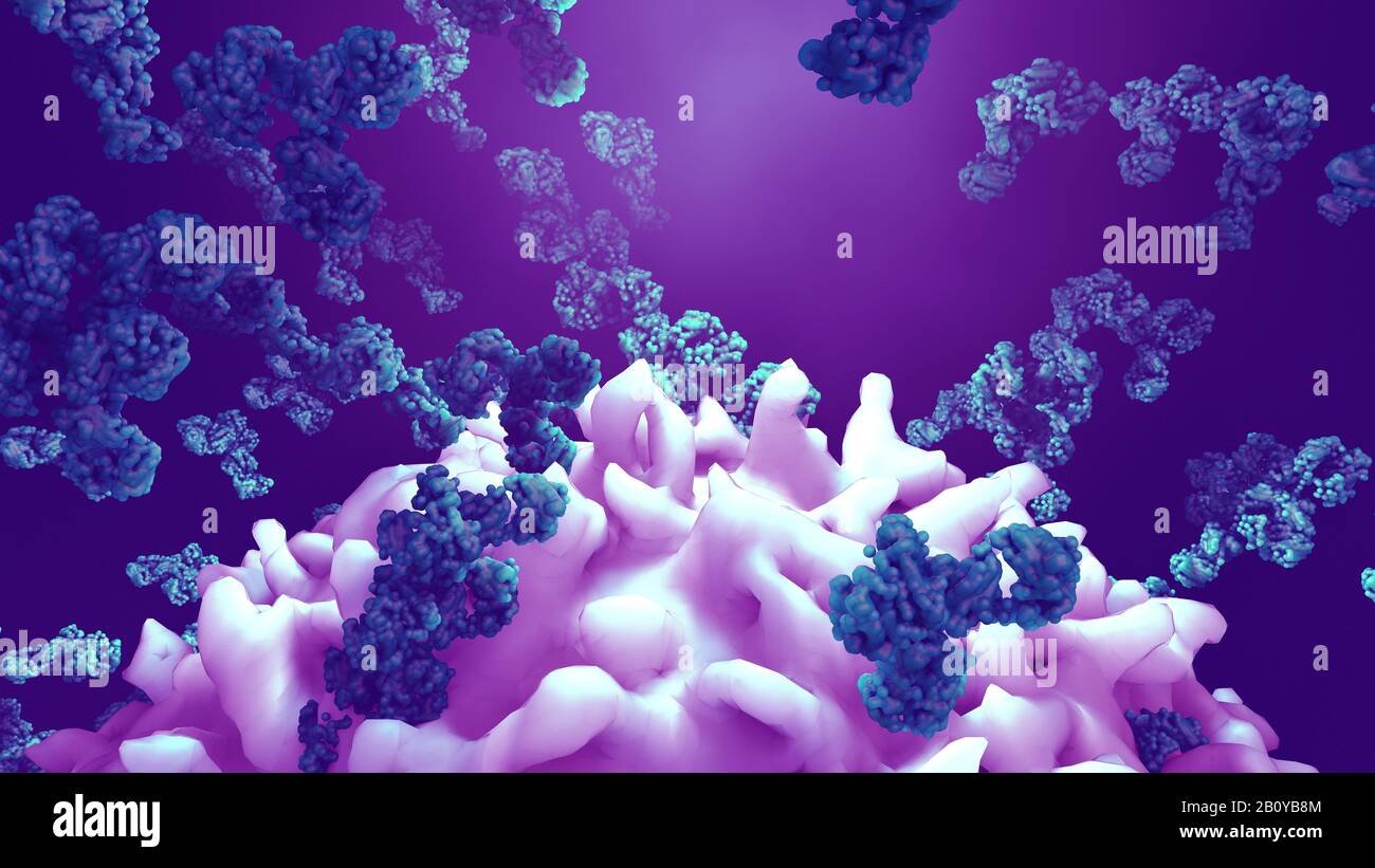 Antibodies attacking cancer cell, illustration Stock Photo - Alamy