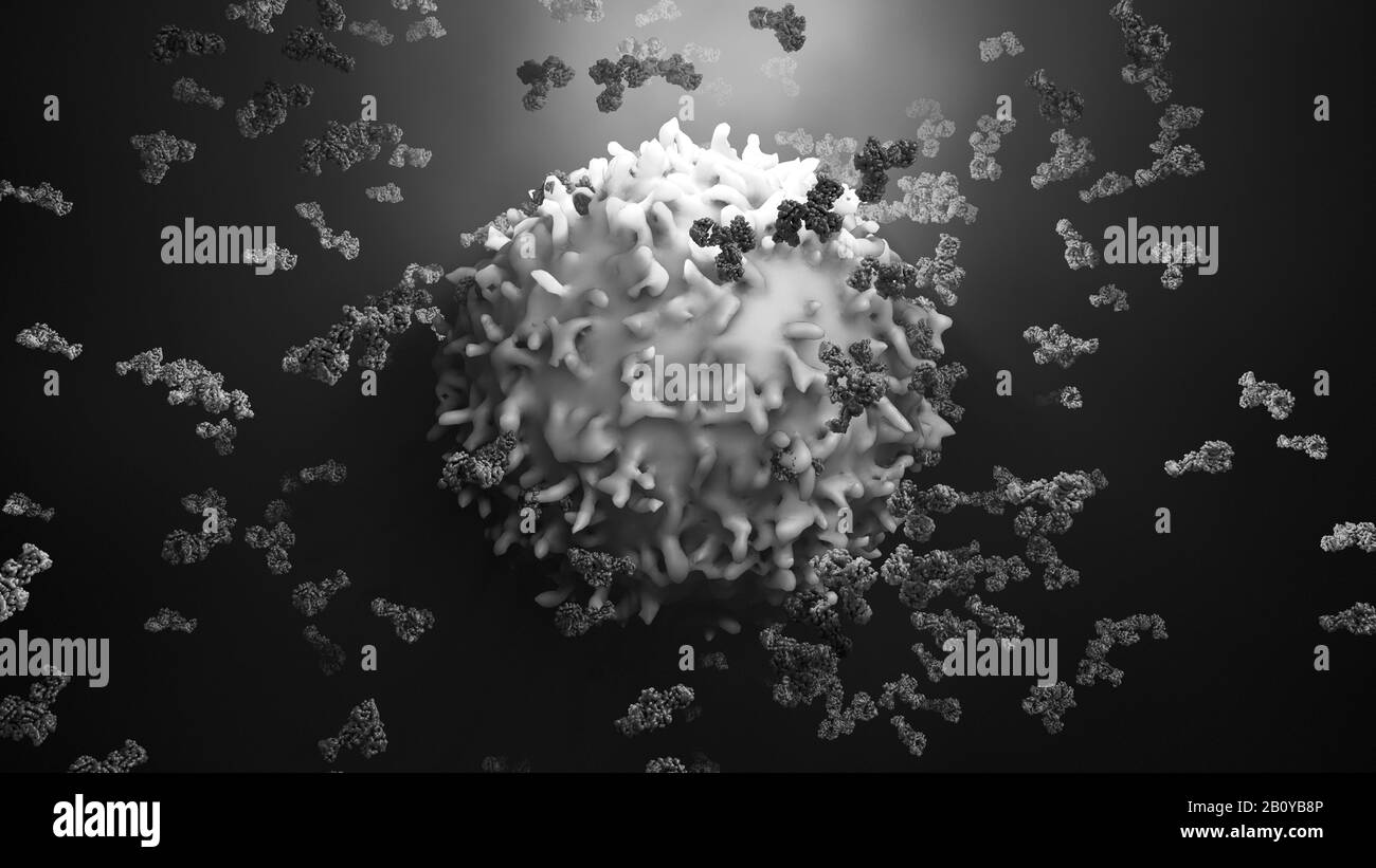 Antibodies attacking cancer cell, illustration Stock Photo - Alamy