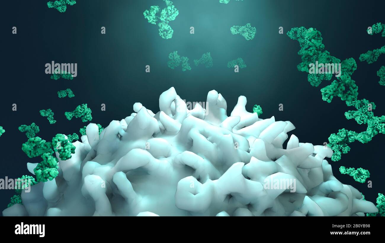 Antibodies attacking cancer cell, illustration Stock Photo - Alamy