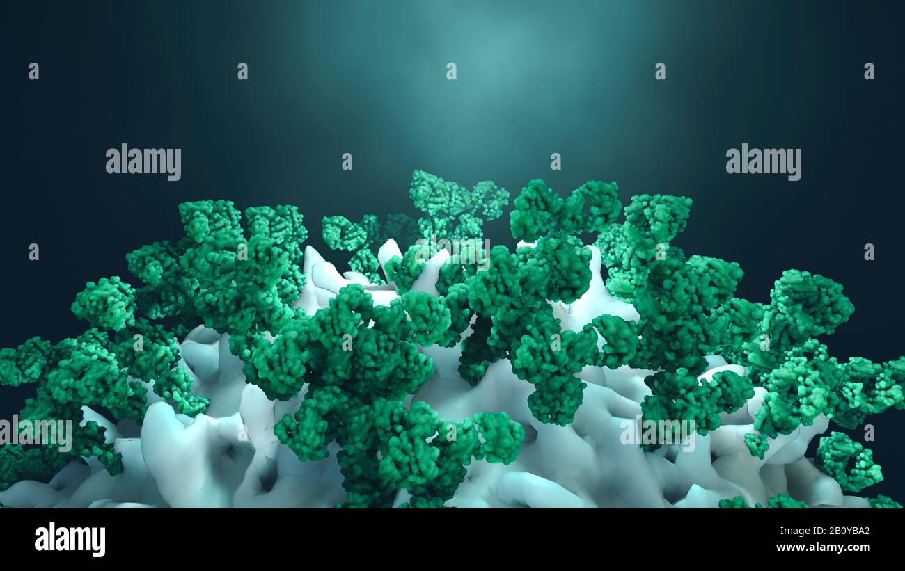 Antibodies attacking cancer cell, illustration Stock Photo - Alamy