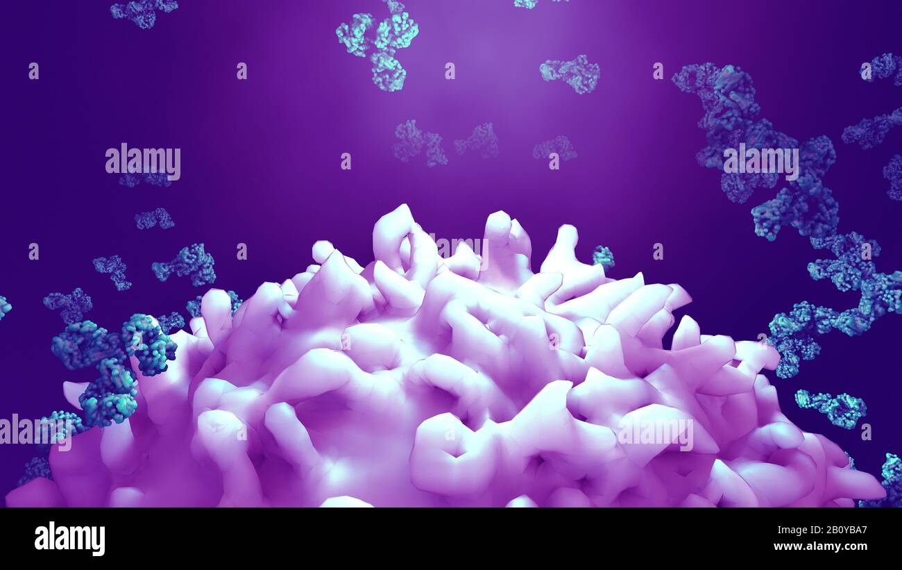 Antibodies attacking cancer cell, illustration Stock Photo - Alamy