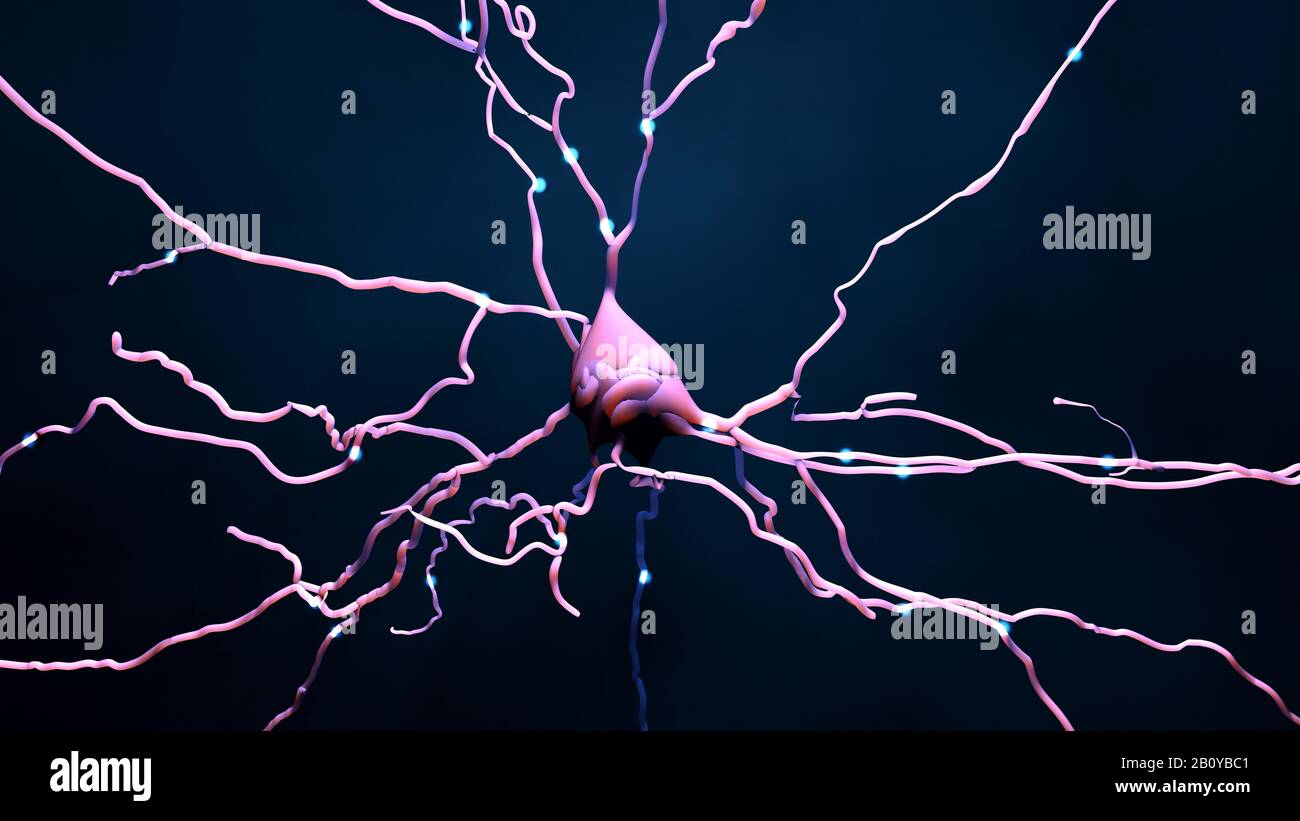 Nerve Cells Illustration Stock Photo Alamy