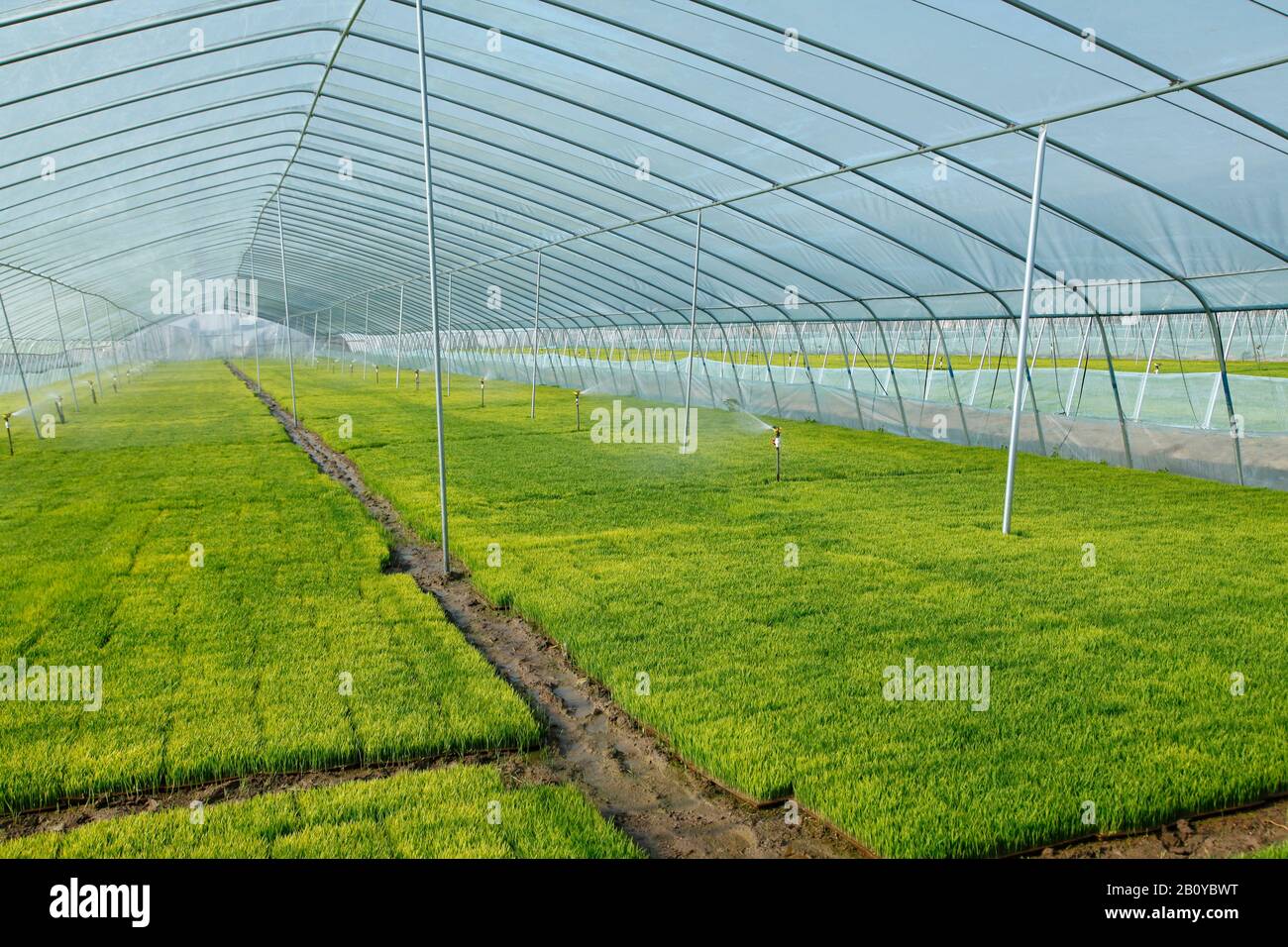 The rice seedling in The greenhouse, grew well Stock Photo - Alamy