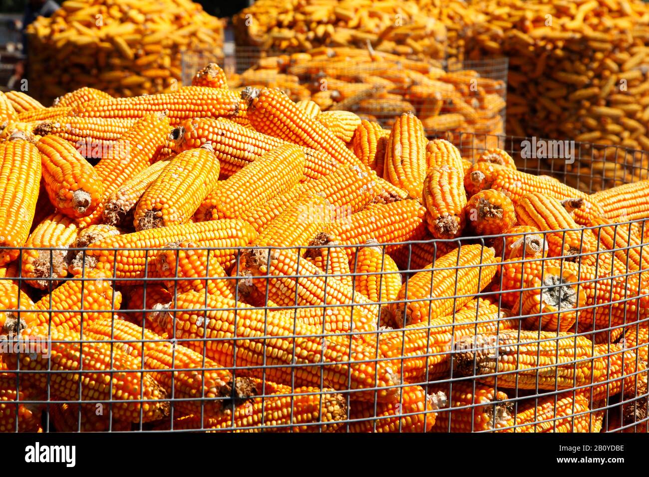 The corn crop, stacked together Stock Photo Alamy