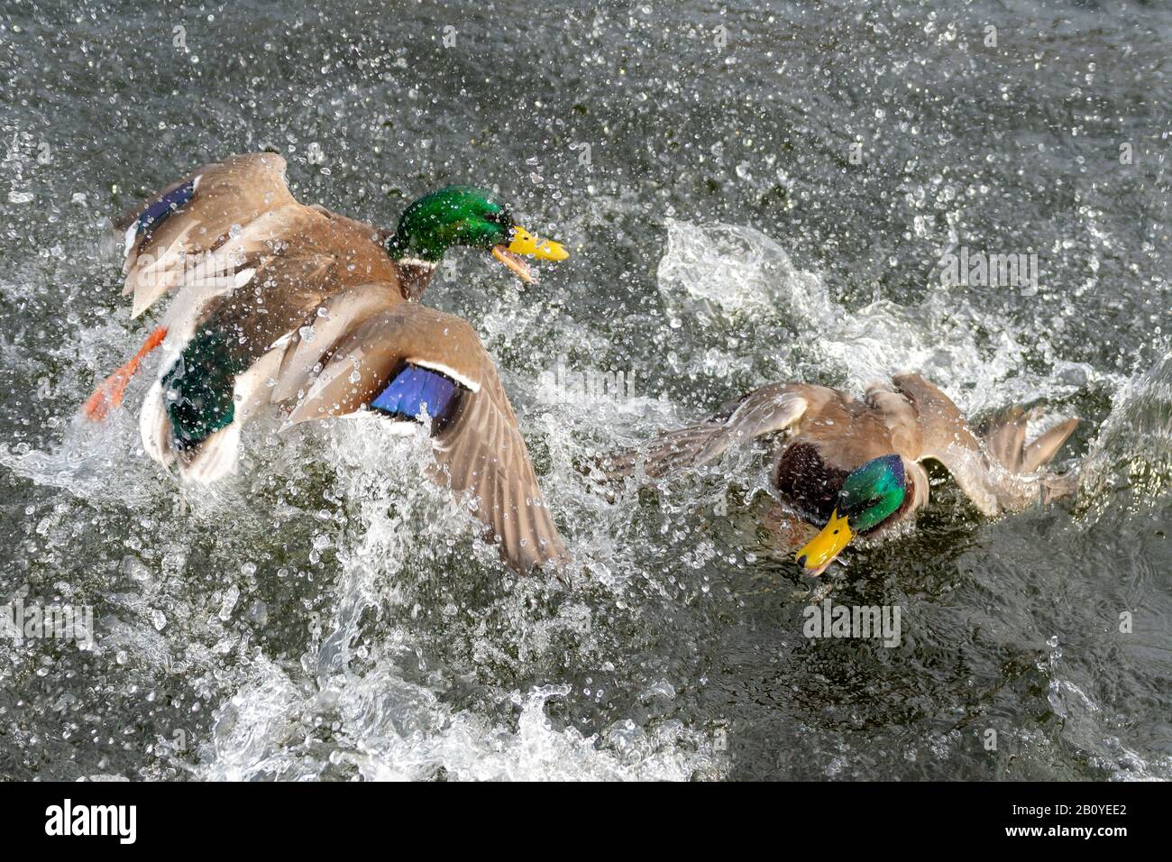 Two mallard ducks fighting in a pond. There is a lot of splashing and spray as flap and quack at each other. Many water droplets in the air. Lots of a Stock Photo