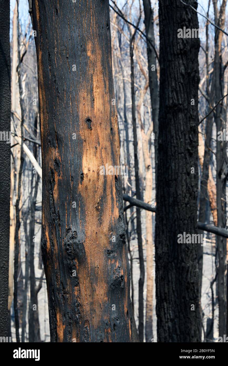 Burnt trees in the Australian bushfires Stock Photo