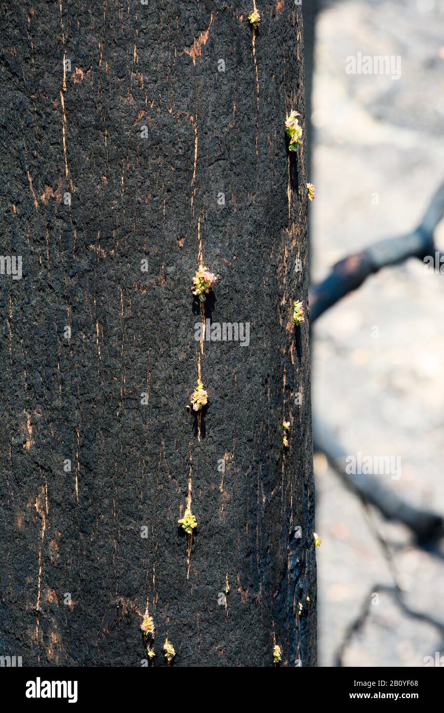 The first signs of nature renewing following the Australian bushfires Stock Photo