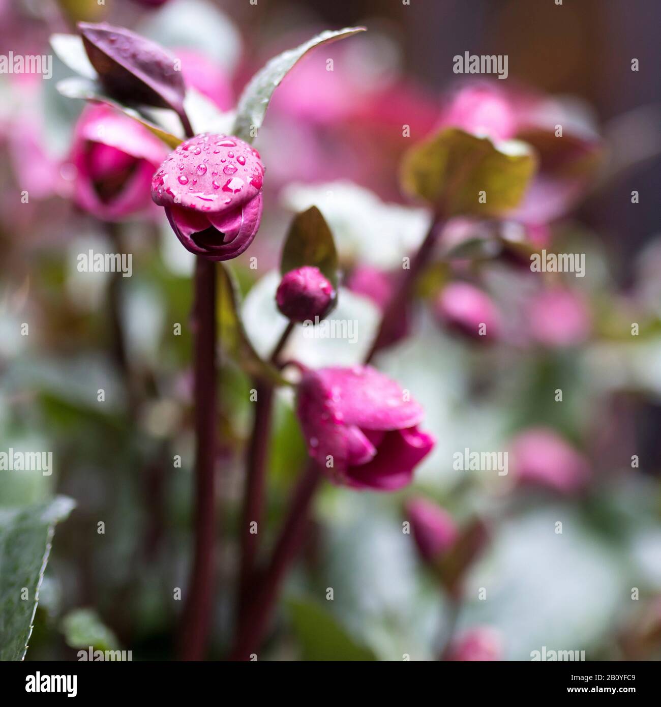 Stinking hellebore (Helleborus foetidus) in rain with raindrops Stock Photo