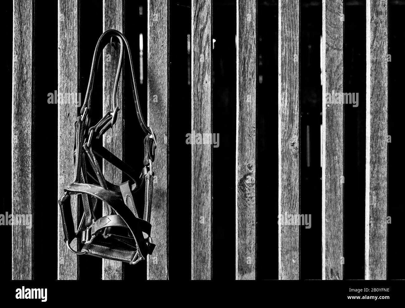 Bridle in Black and White hanging on wooden slats Stock Photo