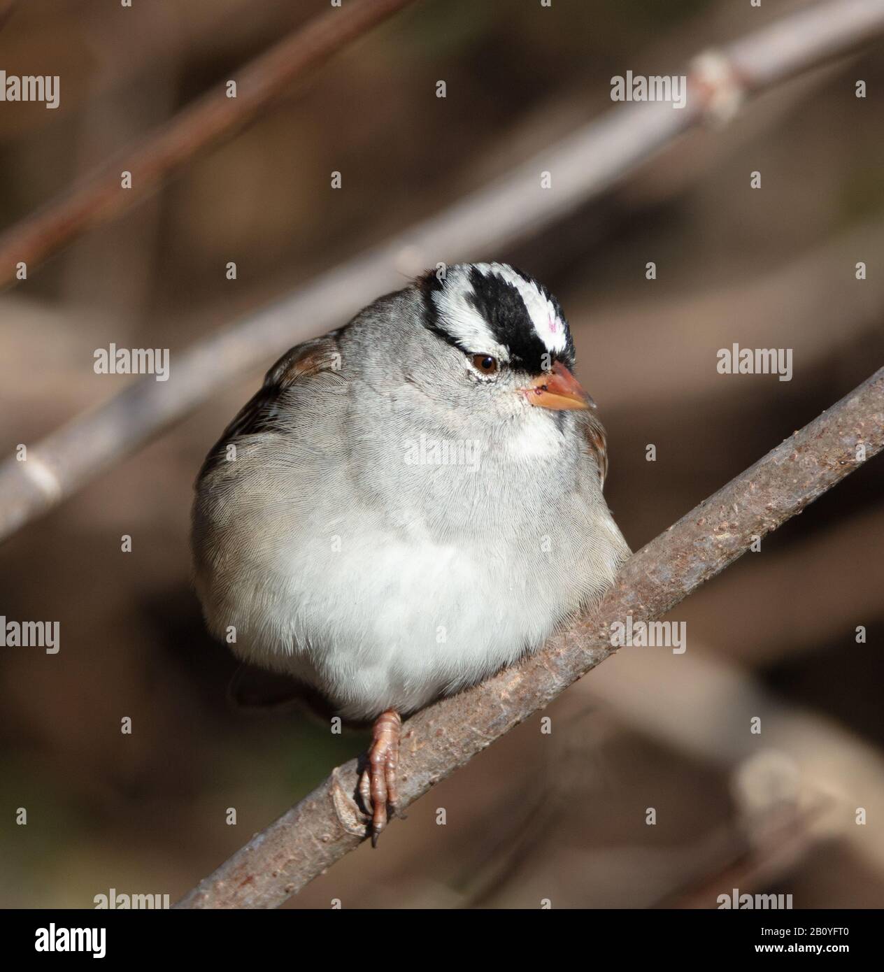 A puffed up white-crowned sparrow (Zonotrichia leucophrys) sits on a branch on one foot on a cold November day at Gupton Wetlands, Roane County, Tenne Stock Photo