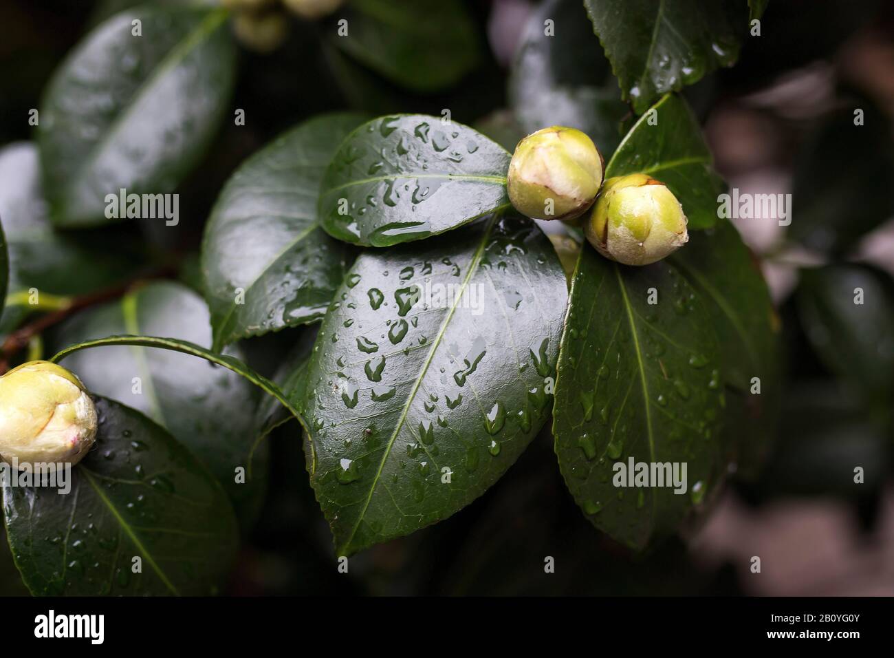 Close-up of a white Camellia Angela Cocchi (Camellia japonica) with green Leaves. View of a beautiful white Camellia Flower Stock Photo