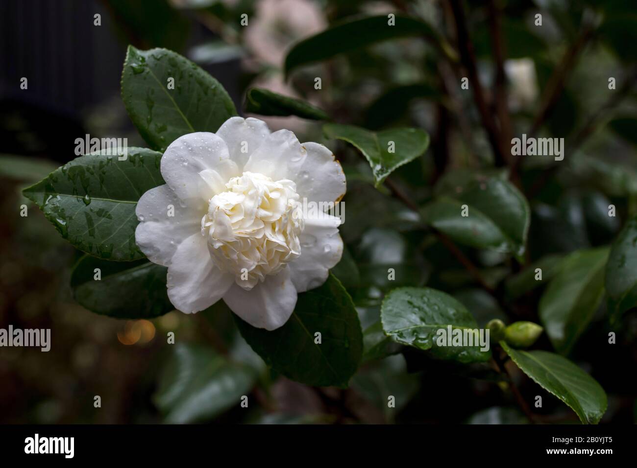 Close-up of a white Camellia Angela Cocchi (Camellia japonica) with green Leaves. View of a beautiful white Camellia Flower Stock Photo