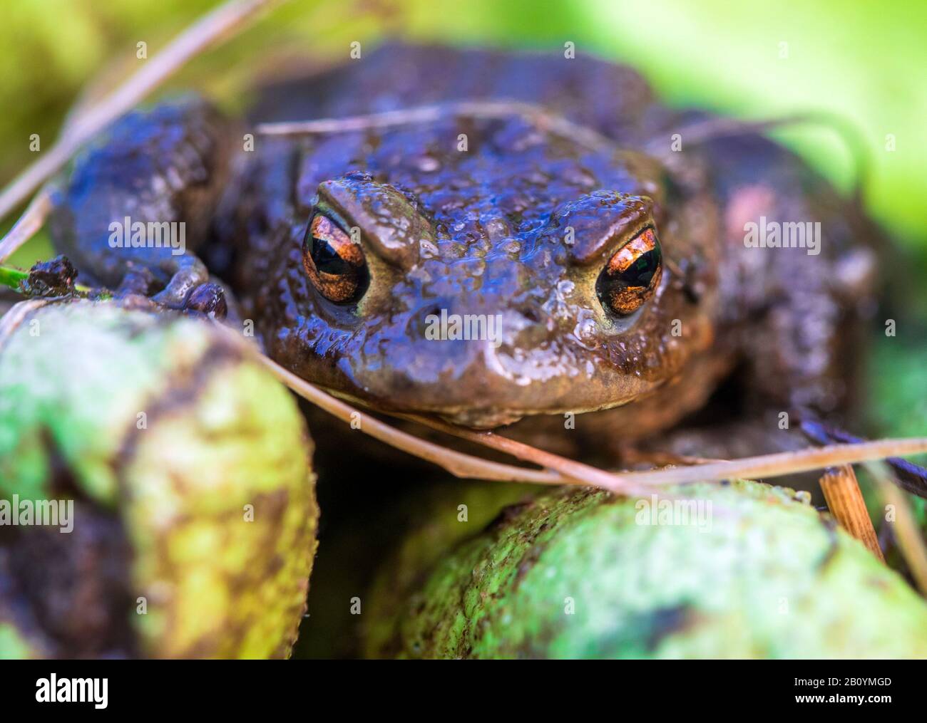Bucket of frogs hires stock photography and images Alamy