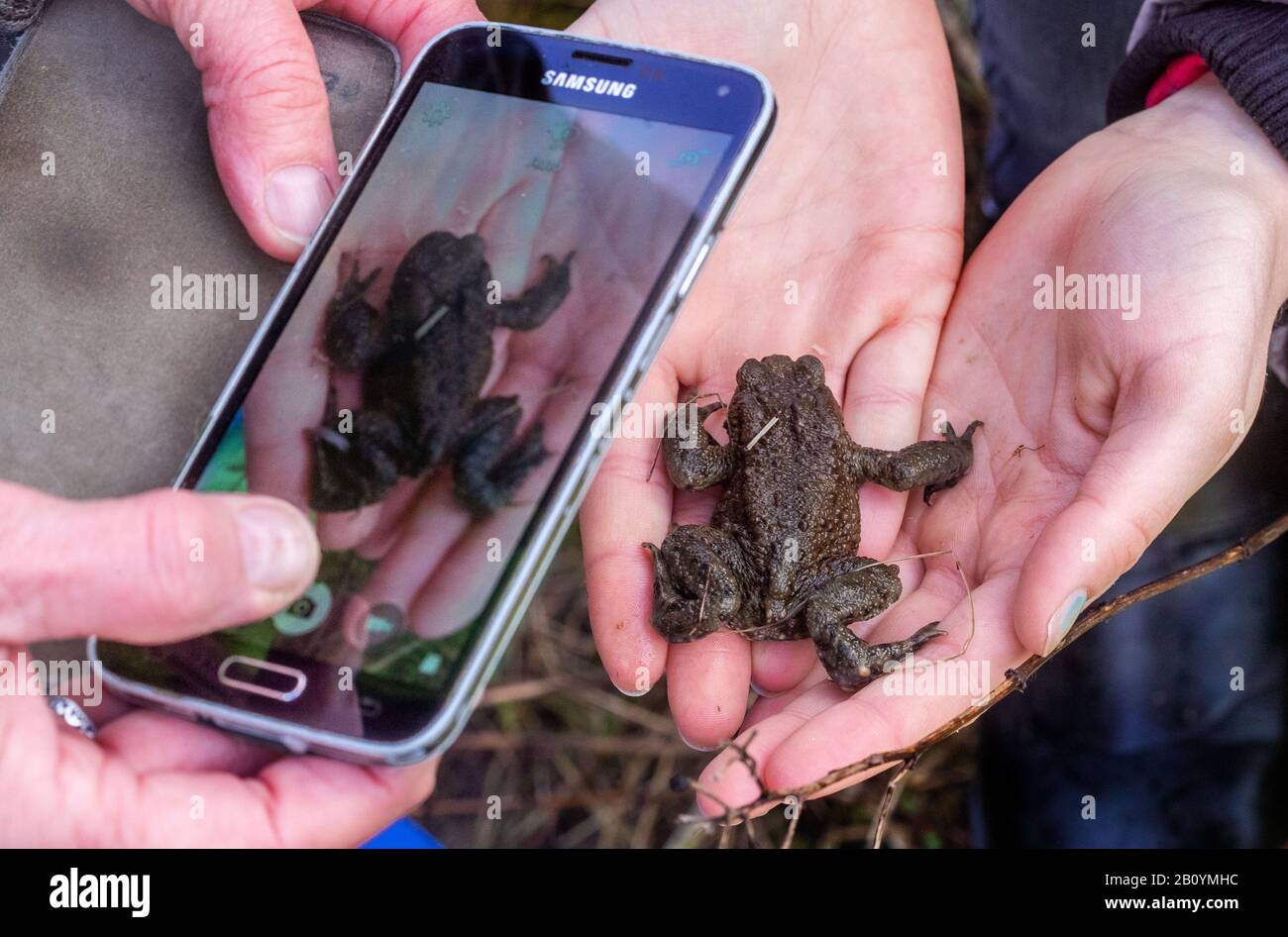 Schwerin, Germany. 21st Feb, 2020. A common toad is photographed with a smartphone at the toad fence at the Babenkoppel for documentation purposes. With night temperatures of over five degrees and rain, many newts, frogs and toads begin their migrations from their winter hiding place to the spawning grounds. To protect the animals, environmentalists put up toad fences along busy roads in spring, collect the amphibians there and bring them in buckets over the roadway. Credit: Jens Büttner/dpa-Zentralbild/dpa/Alamy Live News Stock Photo