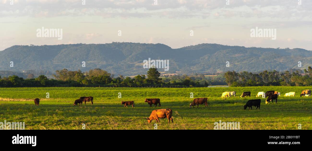 Rural landscape in southern Brazil. Area of farms where cattle breeding takes place in extensive areas. Heads of cattle feeding on livestock farm. Bee Stock Photo