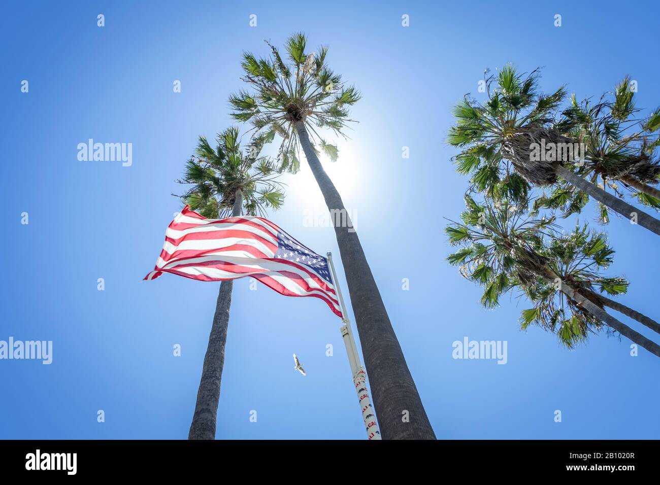Los angeles palm trees hires stock photography and images Alamy